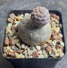 Load image into Gallery viewer, Tephrocactus geometricus
