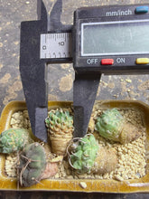 Load image into Gallery viewer, Turbinicarpus （whole pot)
