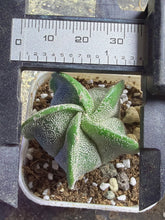 Load image into Gallery viewer, Astrophytum myriostigma
