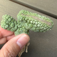Load image into Gallery viewer, Larryleachia cactiformis crested
