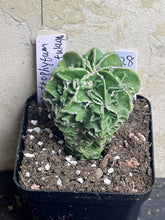 Load image into Gallery viewer, Astrophytum myriostigma fukuyu
