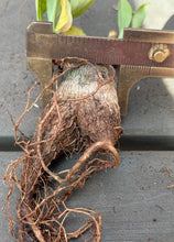 Load image into Gallery viewer, Euphorbia Ramena
