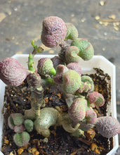 Load image into Gallery viewer, Adromischus marianiae
