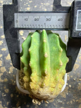 Load image into Gallery viewer, Ferocactus glaucescens f.
