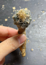 Load image into Gallery viewer, Turbinicarpus pseudomacrochele
