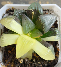 Load image into Gallery viewer, Haworthia mutica var. nigra variegated
