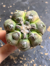 Load image into Gallery viewer, Gymnocalycium prochazkianum
