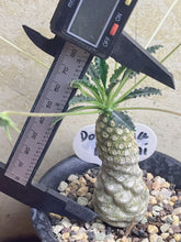 Load image into Gallery viewer, Dorstenia lavrani
