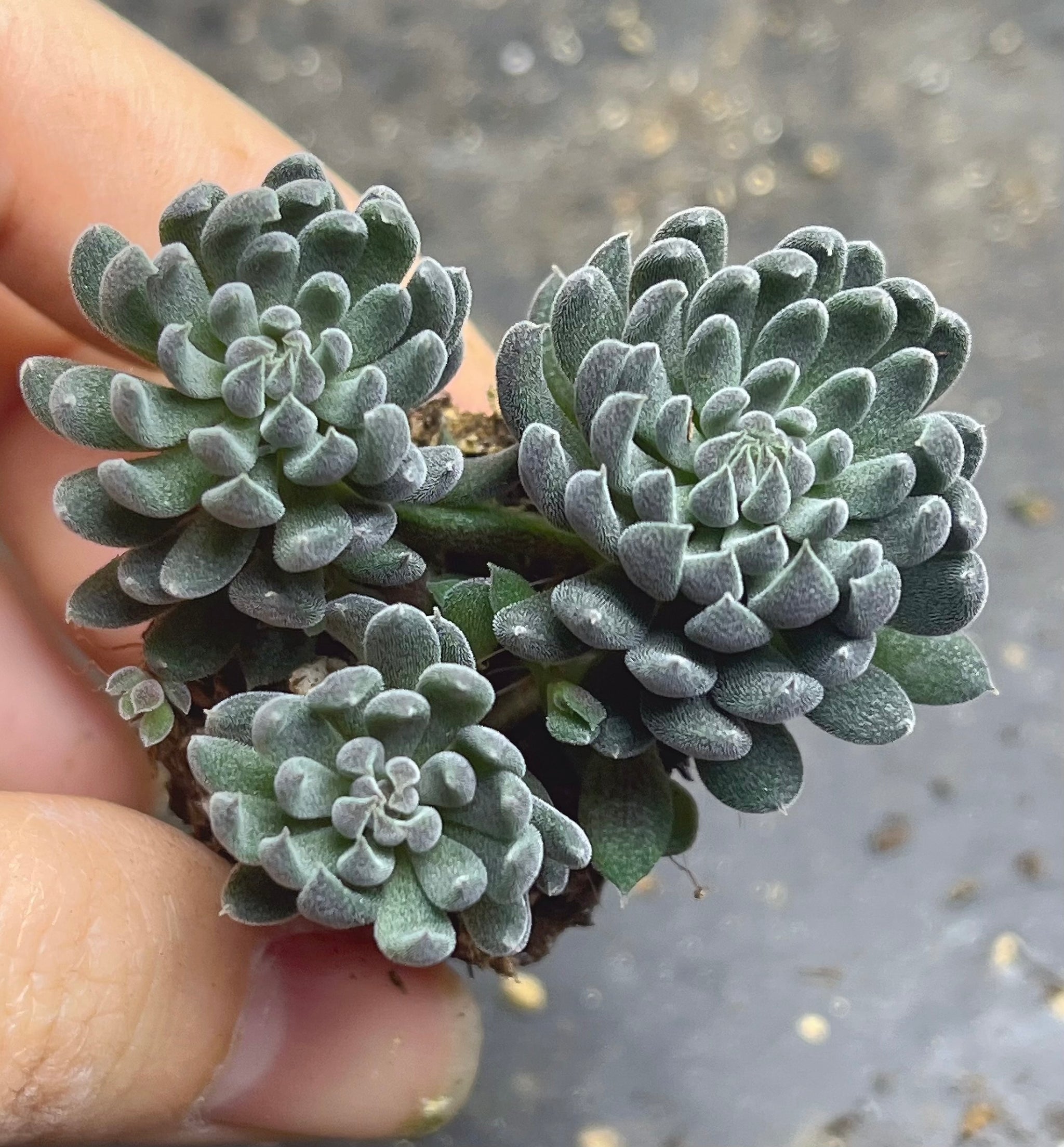yunnanensis succulent Succulent Sinocrassula yunnanensis – Sunshine Garden