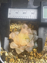 Load image into Gallery viewer, Haworthia obtusa variegated 68
