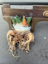 Load image into Gallery viewer, Ariocarpus kotschoubeyanus
