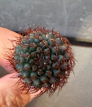 Load image into Gallery viewer, Frailea Angelesii
