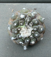 Load image into Gallery viewer, Copiapoa hypogea (Lizard skin)
