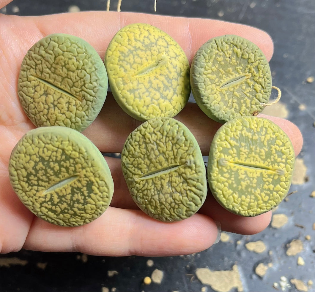 Lithops hookeri 'Aubarede' C38A（each)