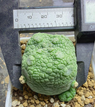 Load image into Gallery viewer, Pseudolithos cubiformis
