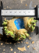 Load image into Gallery viewer, Ariocarpus kotschoubeyanus
