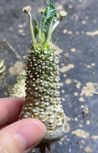 Load image into Gallery viewer, Dorstenia foetida （each)
