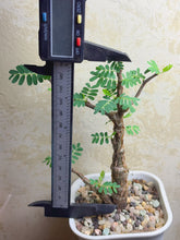 Load image into Gallery viewer, Senna meridionalis
