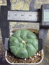 Load image into Gallery viewer, Astrophytum asterias cv. Kikko
