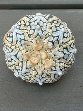 Load image into Gallery viewer, Astrophytum asterias 'Super Kabuto V-Type
