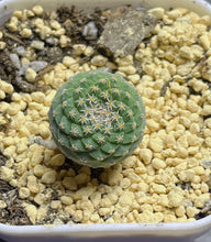 Load image into Gallery viewer, Strombocactus disciformis
