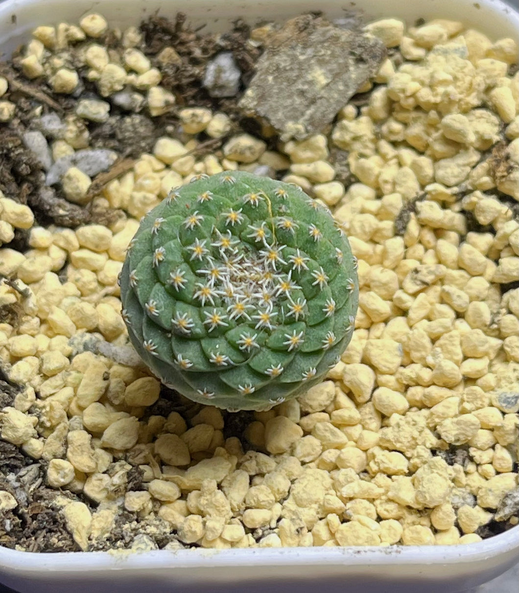 Strombocactus disciformis