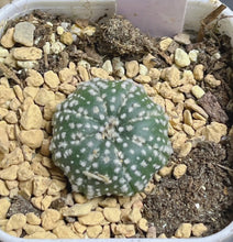 Load image into Gallery viewer, Astrophytum asterias
