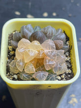 Load image into Gallery viewer, Haworthia cooperi var. obtusa &#39; Blue mirror &#39;Variegated
