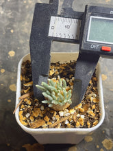 Load image into Gallery viewer, Anacampseros quinaria
