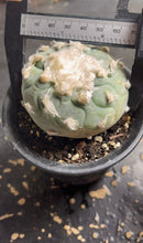 Load image into Gallery viewer, Lophophora peyote
