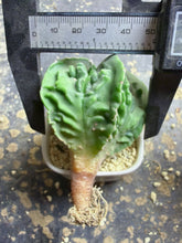 Load image into Gallery viewer, Astrophytum myriostigma cv. Onzuka f. tricostatum Fukuryiu
