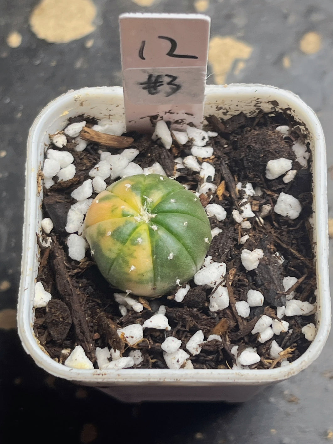 Astrophytum asterias Variegated