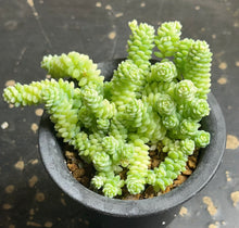 Load image into Gallery viewer, sedum dasyphyllum minor Variegated
