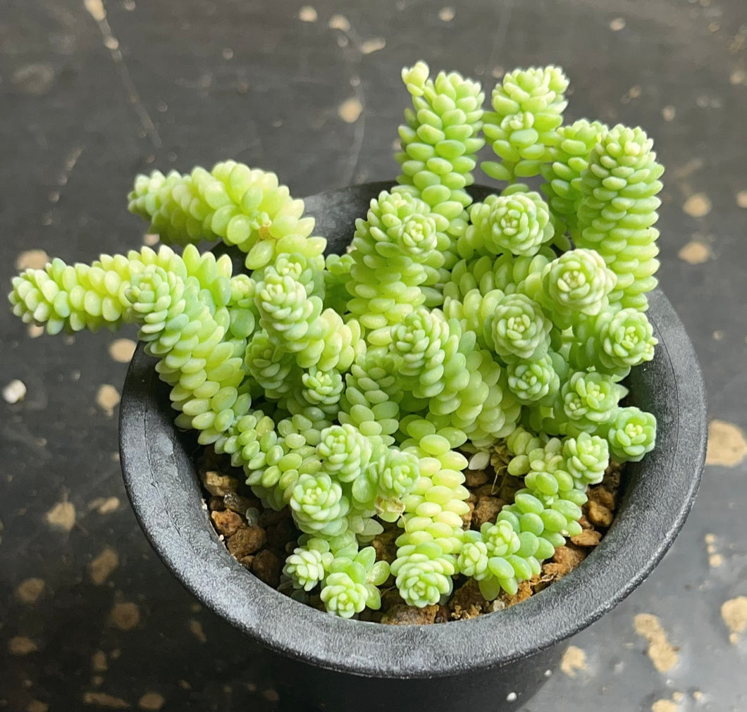 sedum dasyphyllum minor Variegated