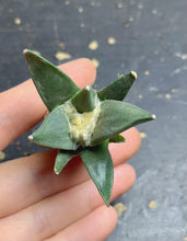 Load image into Gallery viewer, Ariocarpus
