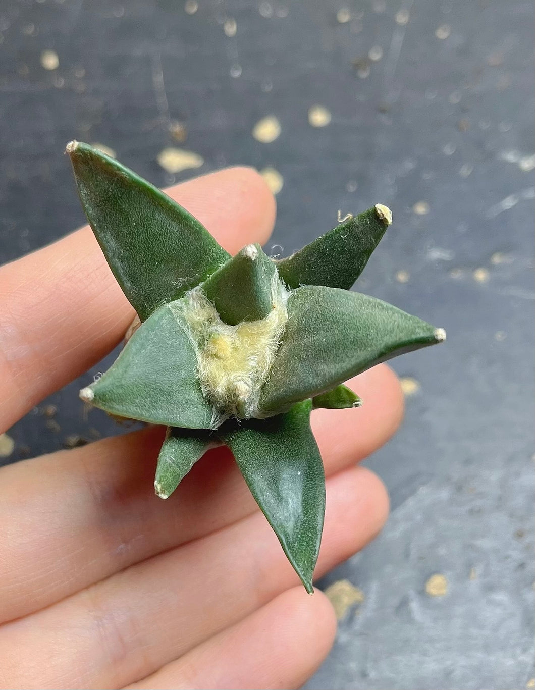 Ariocarpus