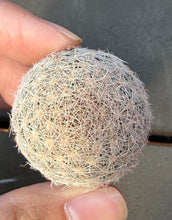 Load image into Gallery viewer, Mammillaria lasiacantha
