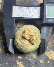 Load image into Gallery viewer, Lophophora peyote crested
