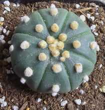 Load image into Gallery viewer, Astrophytum asterias

