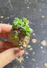 Load image into Gallery viewer, Euphorbia cv. Cocklebur
