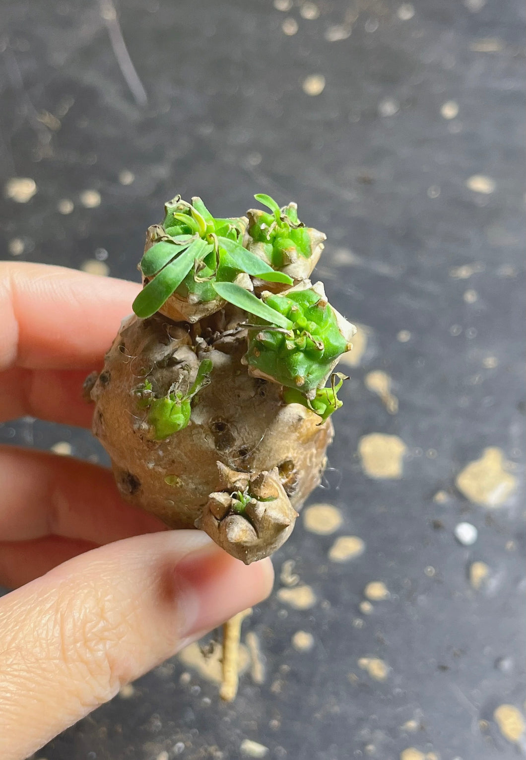 Euphorbia cv. Cocklebur