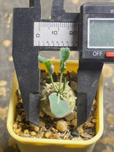 Load image into Gallery viewer, Euphorbia globulicaulis
