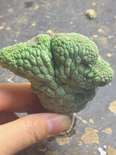 Load image into Gallery viewer, Larryleachia cactiformis crested
