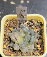 Load image into Gallery viewer, Haworthia obtusa variegated
