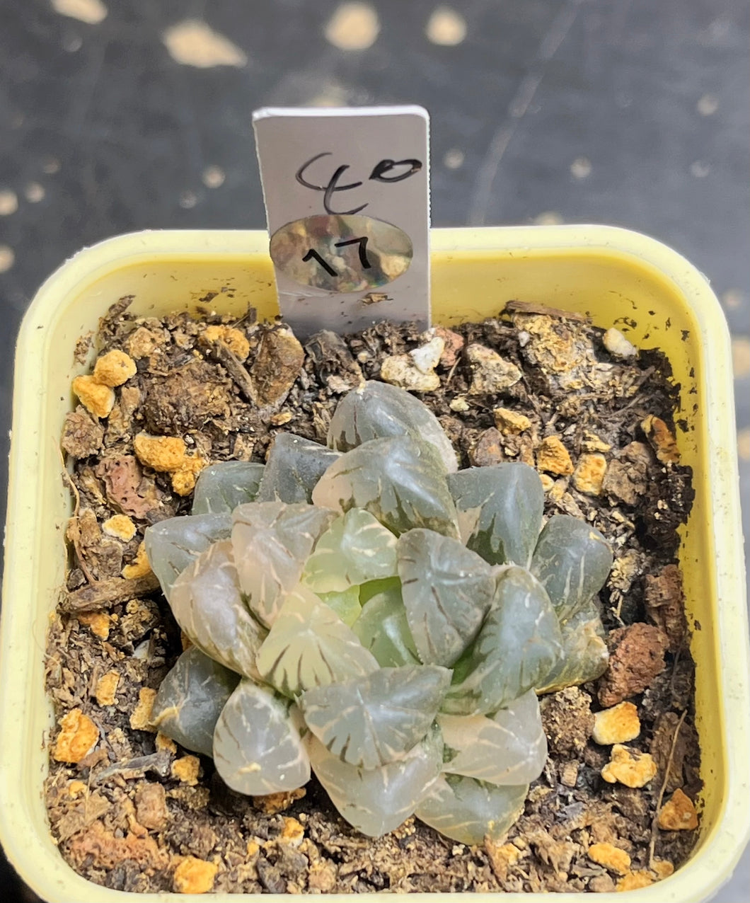 Haworthia obtusa variegated