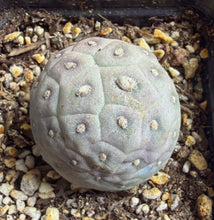 Load image into Gallery viewer, Tephrocactus geometricus
