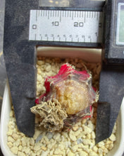 Load image into Gallery viewer, Gymnocalycium mihanovichii variegata
