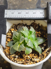 Load image into Gallery viewer, Haworthia mutica var. nigra variegated

