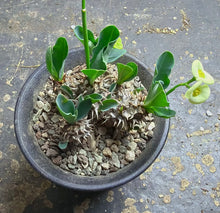 Load image into Gallery viewer, Euphorbia parvimedusae
