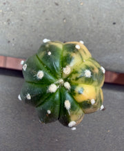 Load image into Gallery viewer, Astrophytum asterias Variegated
